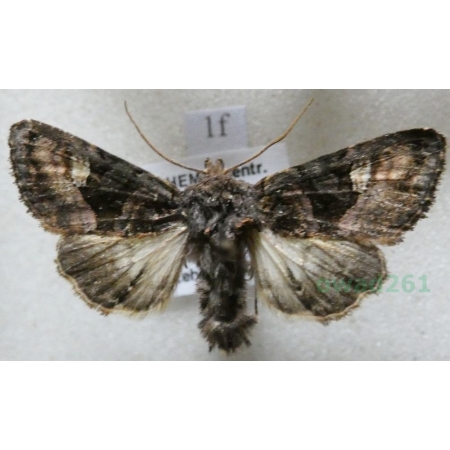 Euplexia lucipara (Linnaeus, 1758) Brzaskówka ogorzałka Czech1f